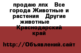 продаю лпх - Все города Животные и растения » Другие животные   . Краснодарский край